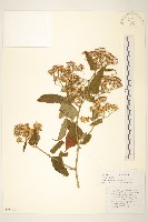 藏品(蔓黃菀)的圖片