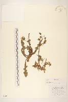 藏品(苦滇菜、苦菜)的圖片