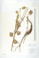 藏品(臺灣青木香)的圖片