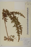 藏品(牛尾蒿)的圖片