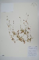 藏品(細葉蘭花參)的圖片