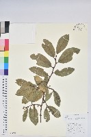 藏品(團葉南燭)的圖片