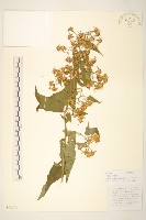 藏品(蔓黃菀)的圖片