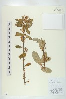 藏品(宜昌胡頹子)的圖片