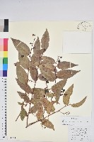 藏品(滇白珠)的圖片