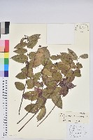 藏品(硬毛白珠)的圖片