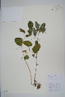 藏品(波緣鳳仙花)的圖片