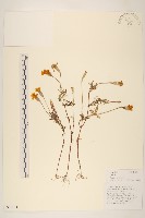 藏品(西番菊、萬壽菊)的圖片