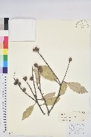 藏品(高山栲)的圖片