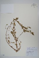 藏品(滇韭)的圖片