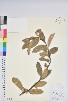 藏品(南燭)的圖片