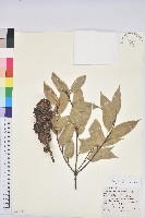 藏品(元江栲)的圖片