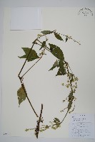 藏品(牛膝)的圖片