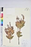 藏品(美麗馬醉木)的圖片