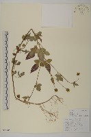 藏品(白花鬼針)的圖片