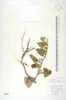 藏品(臺灣青木香)的圖片