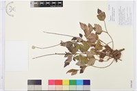 藏品(打破碗花花)的圖片