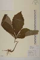 藏品(薄葉艾納香)的圖片