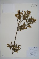 藏品(野扇花)的圖片