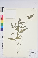 藏品(木葉下珠)的圖片