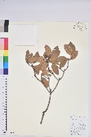 藏品(碟花杜鵑)的圖片