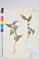 藏品(滇白珠)的圖片