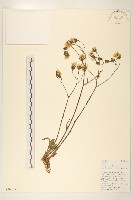 藏品(滇苦菜)的圖片