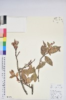 藏品(南燭)的圖片