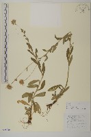 藏品(狗舌紫菀)的圖片