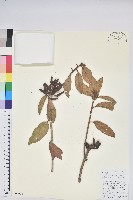 藏品(碟花杜鵑)的圖片