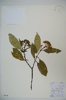 藏品(光果莢迷)的圖片