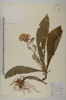 藏品(走馬胎)的圖片