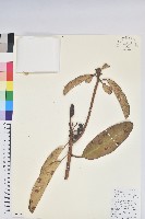 藏品(大白杜鵑)的圖片