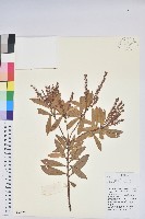 藏品(美麗馬醉木)的圖片