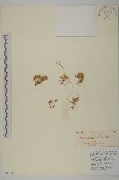 藏品(瓜槌草、漆姑草)的圖片