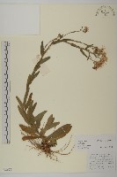 藏品(銀木荷)的圖片