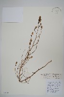 藏品(細葉藍鐘花)的圖片