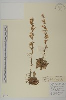 藏品(台灣鬼督郵)的圖片