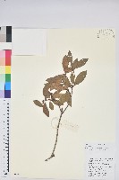 藏品(碟花杜鵑)的圖片