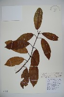 藏品(水紅木)的圖片