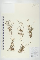 藏品(焊菜)的圖片