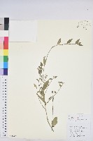 藏品(木葉下珠)的圖片