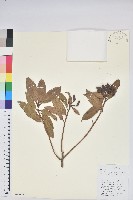 藏品(碟花杜鵑)的圖片