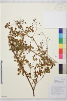 藏品(偏翅唐松草)的圖片