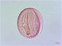 藏品(雲南清風藤)的圖片