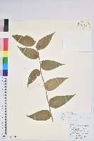 藏品(滇白珠)的圖片