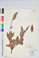 藏品(江南越橘)的圖片