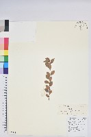 藏品(老鴉炮)的圖片