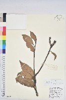 藏品(滇石櫟)的圖片