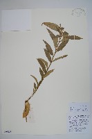 藏品(野扇花)的圖片